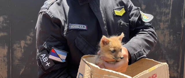 APÓSTOLES: Rescatan a un cachorro de zorro que jugaba con perros en una vivienda