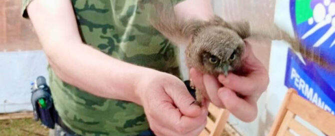 Policías rescataron a una lechuza alicucú que era agredida en la costanera